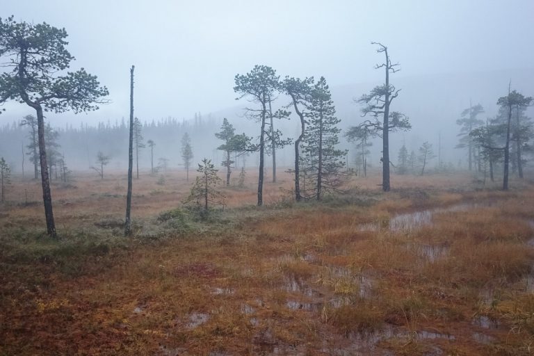 Fulufjället 2015 - Skogsmyr i dimma